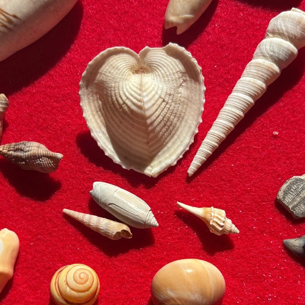 Natural Seashell Collection - Picture 3 of 10